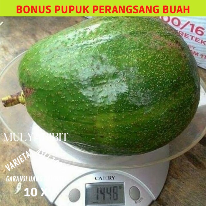 Alpukat kendil bibit alpukat kendil tambulampot