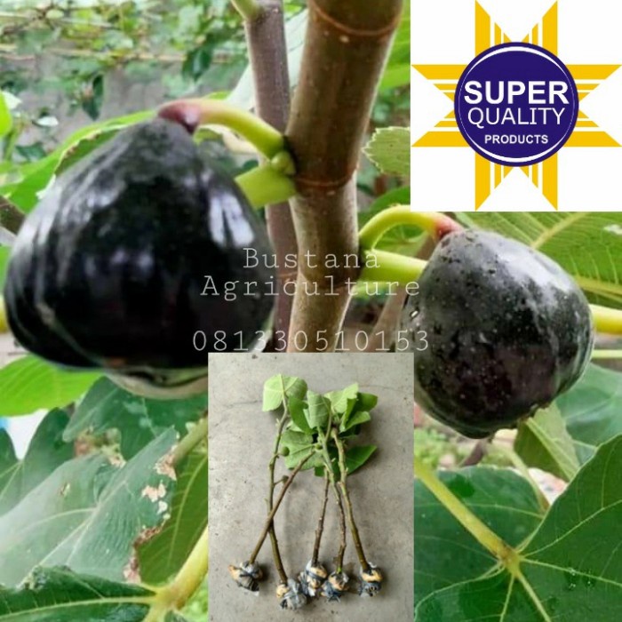 bibit tin/buah tin IRAQI fresh cangkok PREMIUM