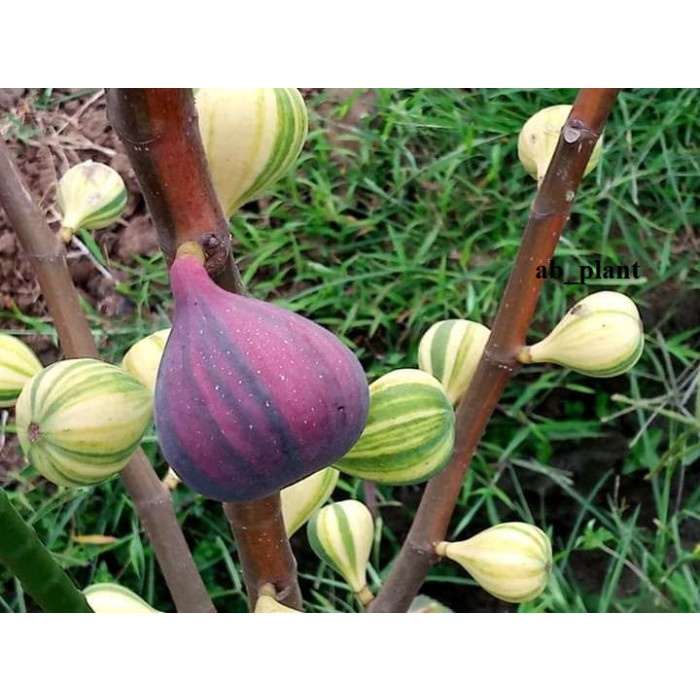 Bibit Buah Tin BNR ssote Negra Rimada Super JUMBO PREMIUM