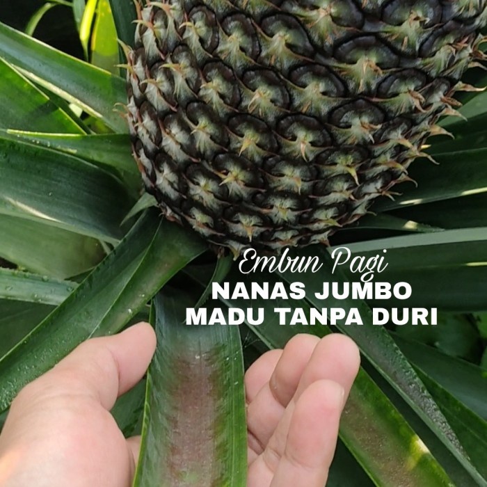 Bibit Nanas Jumbo Madu Thailand Tanpa duri Tambulapot buah super jumbo PREMIUM