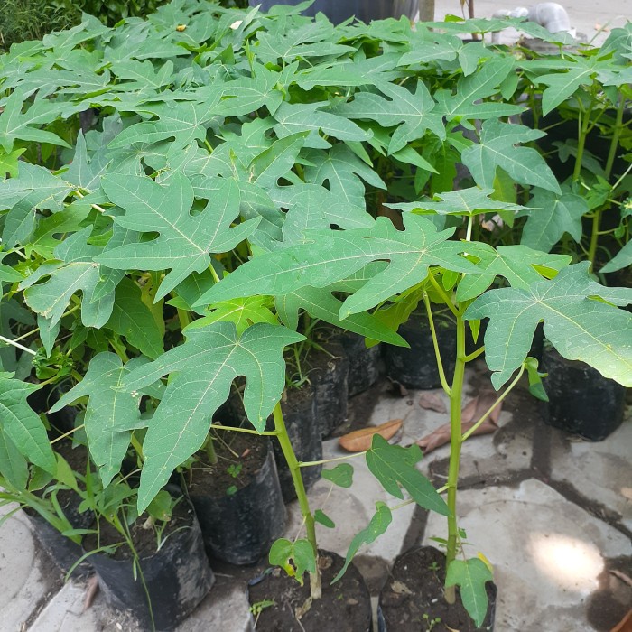 Bibit Pepaya Bangkok Super Bibit Pepaya Bangkok Genjah Buah Besar PREMIUM