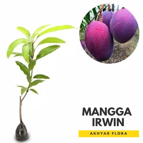 Bibit Mangga Irwin Tanaman Buah Mangga Irwin Erwin Mangga Ungu PREMIUM