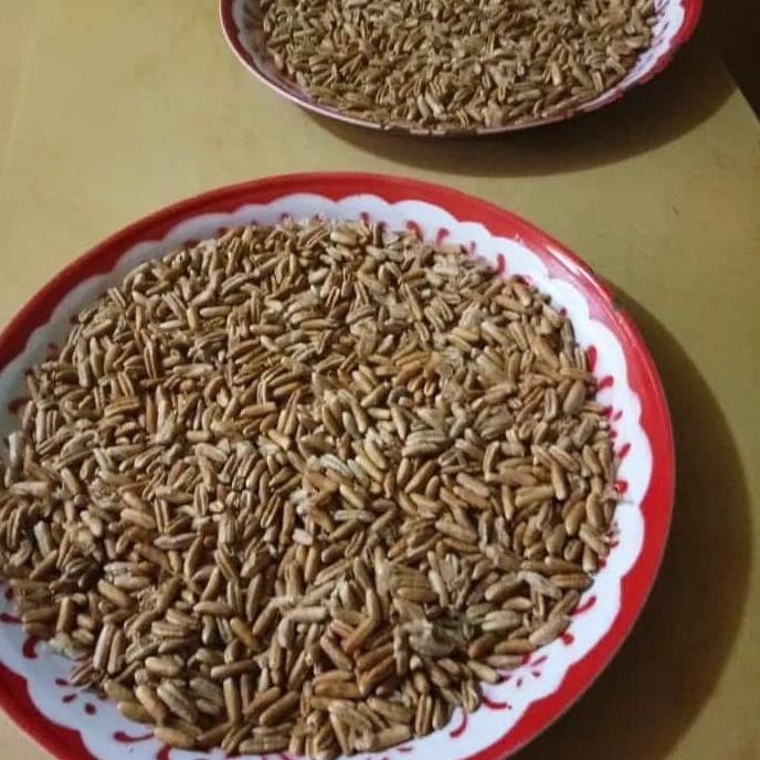 Ju4L Bibit Kurma H1 Orinal Thailand Buah Merah PREMIUM