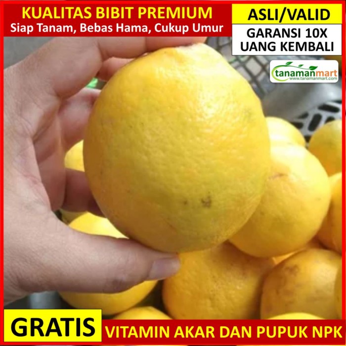 Bibit Jeruk Lemon California Asli Bergaransi, Pohon Buah Lemon PREMIUM