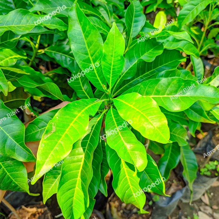 Bibit Tanaman Buah So Abiu Jumbo-Pohon So Abiu Jumbo-So PREMIUM