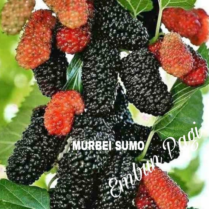 Bibit Buah Murbei Sumo PREMIUM