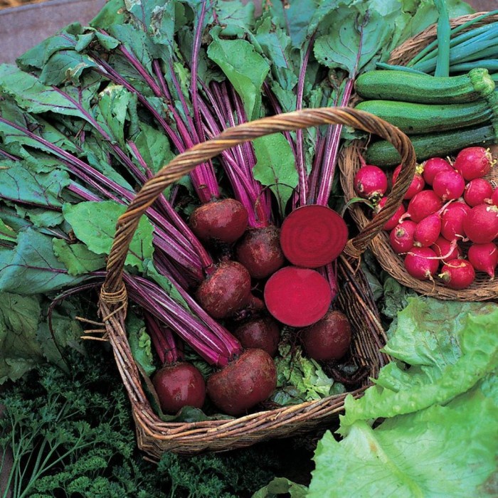 Bibit Biji - Beetroot Boltardy Buah Bit Merah Seeds - IMPORT PREMIUM