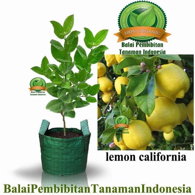 ORI BIBIT LEMON CALIFORNIA / BIBIT BUAH / TANAMAN ASLI PREMIUM