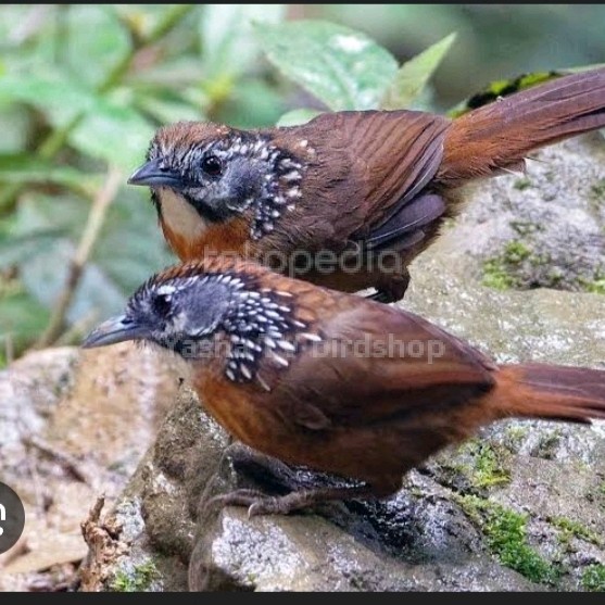 Promo Burung Wambi Mini Lokal Sepasang Mewah