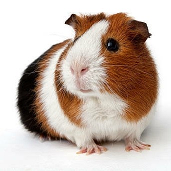 HOT SALE Gojek Grab. Jual marmut MURAH guineapig gunea pig Marmoot Lokal hias