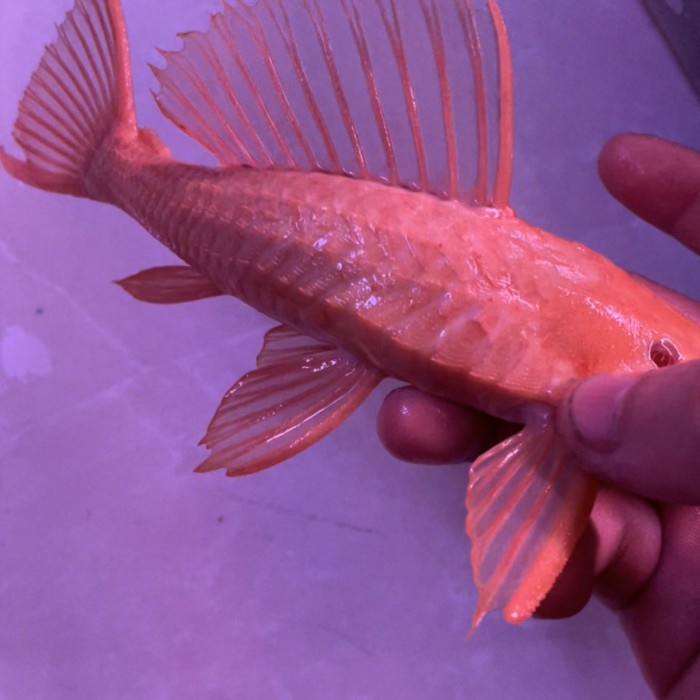Sapu Sapu Gibicep 20Cm