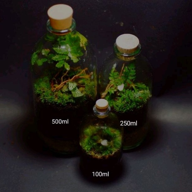 Laris Manis TERARIUM BOTOL KIT TERRARIUM KIT BOTTLE 100 - 500 ML HIASAN KAMAR AESTHETIC Flash Sale