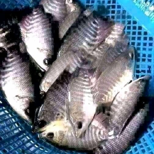 

BARANG TERLARIS ikan bibit gurame