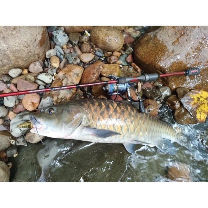 Ready UGLY STIK CARBON ROD - USCBSP662M SAP1500287