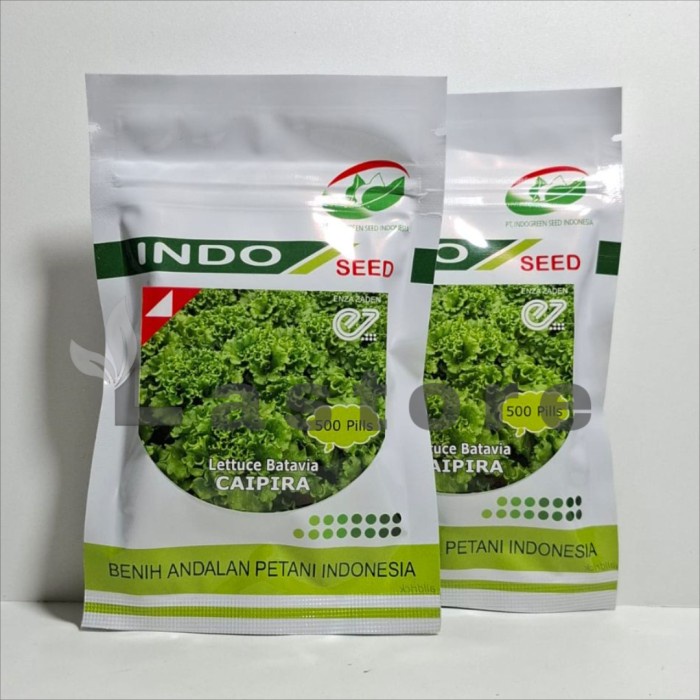 New Benih Bibit Selada Caipira Lettuce Batavia 1 Gram Kemasan Original Ready