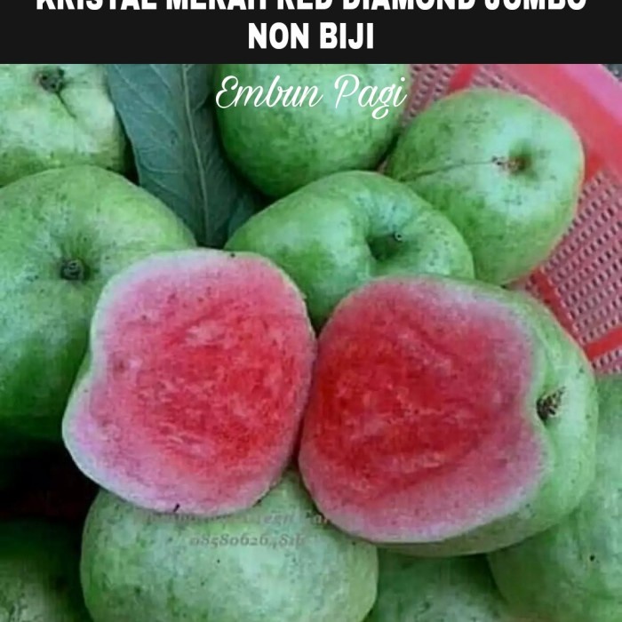New Jambu Kristal Merah Non Biji Jumbo Red Diamond Ready