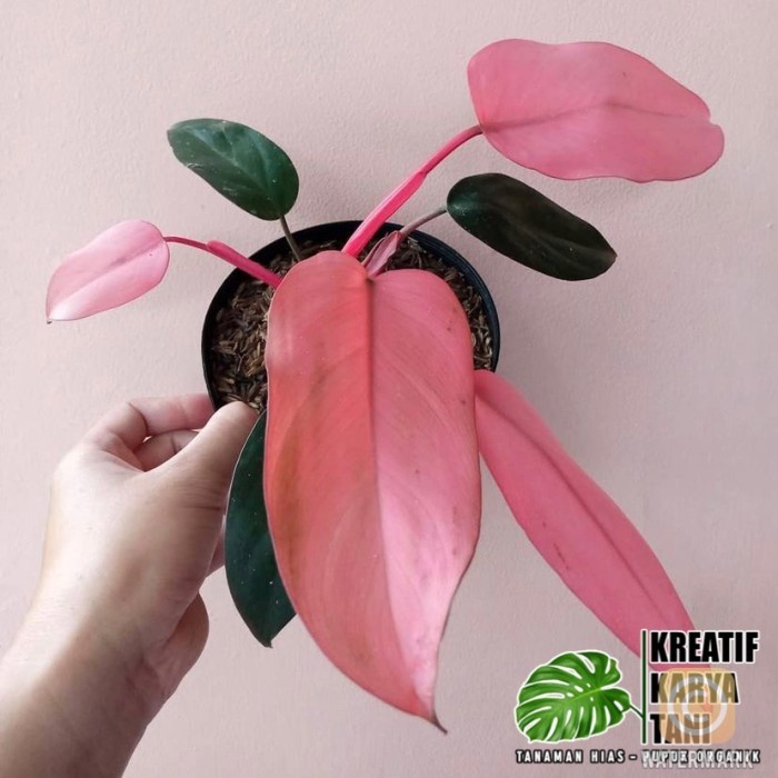 New Tanaman Hias Philodendron Pink Dark Lord - Philodendron Dark Lord Pink Ready