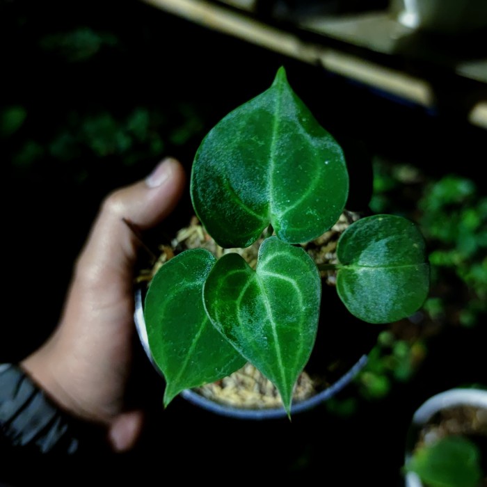 New Anthurium Clarinervium Queen Darkform Varian Queen Of Clarinervium Ready