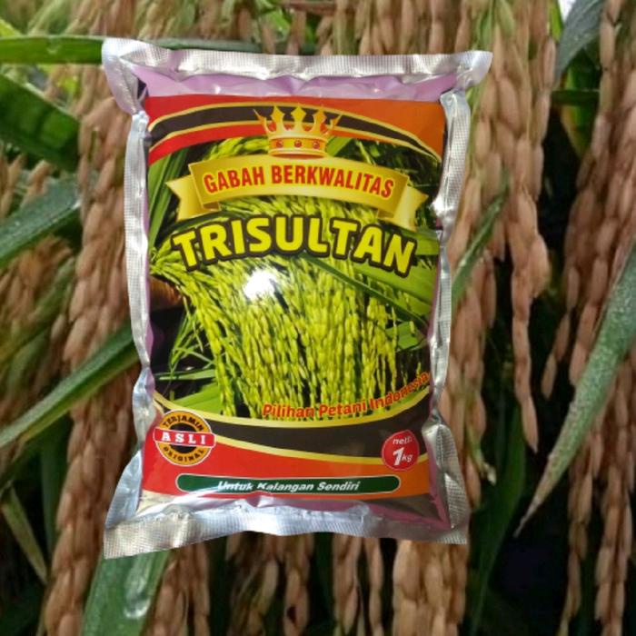 New Benih Padi Trisultan Bibit Padi Tri Sultan Baru Ready