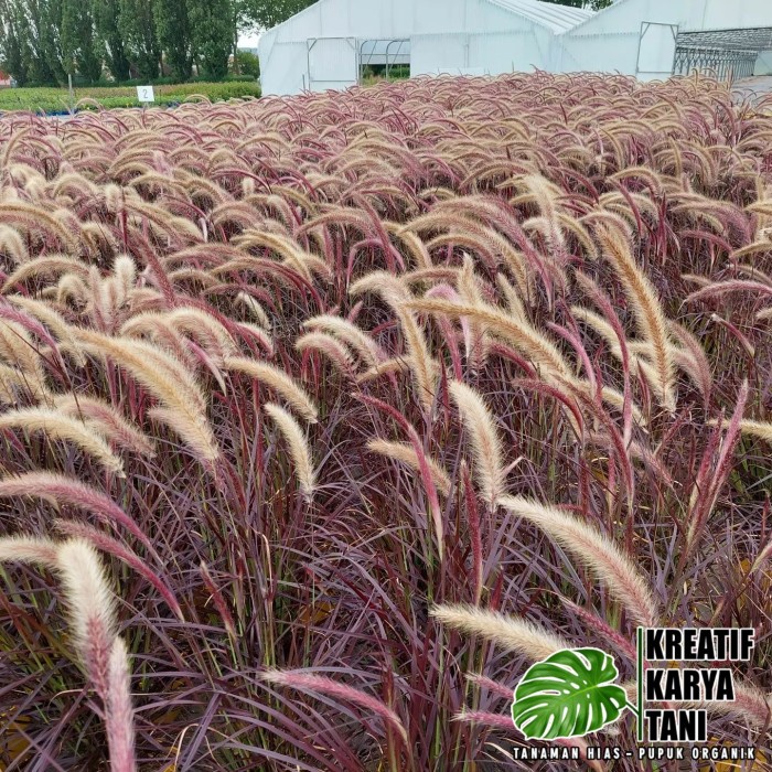 

HJK Tanaman hias alang alang merah - ilalang merah ekor kuda