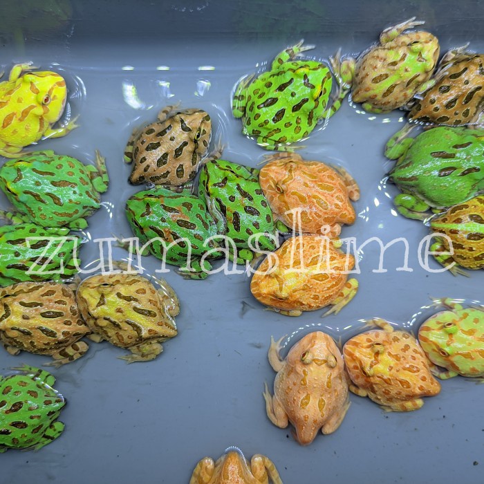 

baby pacman frog paket reseller mix all variant