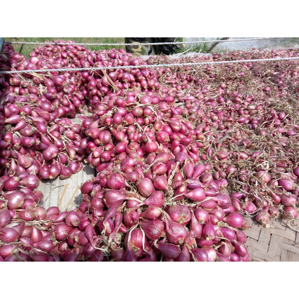

Bawang Merah Brebes Super 500 Gram Termurah / Setengah Kilo