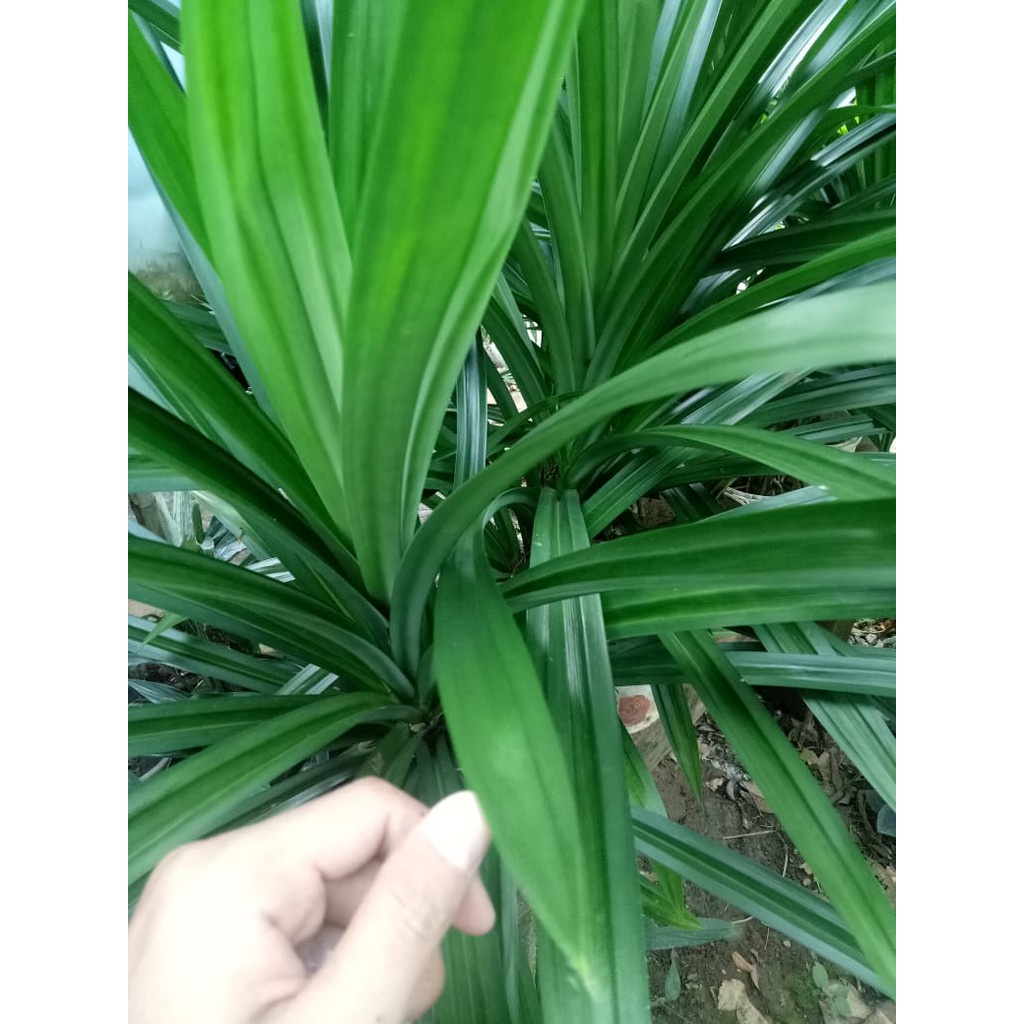 

Daun Pandan Segar Fresh 1KG Dipetik Saat Ada Pesanan Masuk