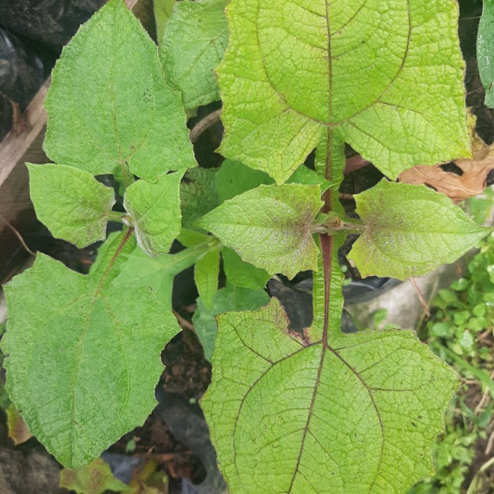 TERUJI Bibit Yacon, Tanaman Insulin, Tanaman Umbi Yacon