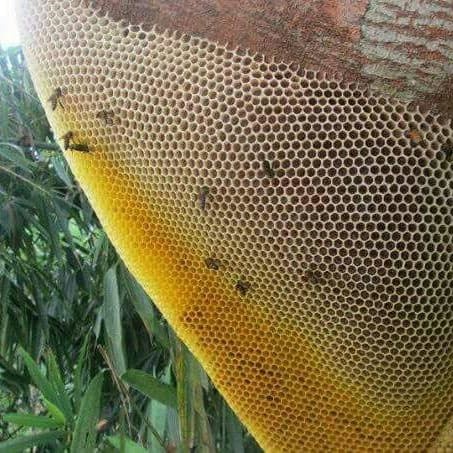 

BARANG TERLARIS MADU ODENG BADUY CURAH 5 KG 100% Murni