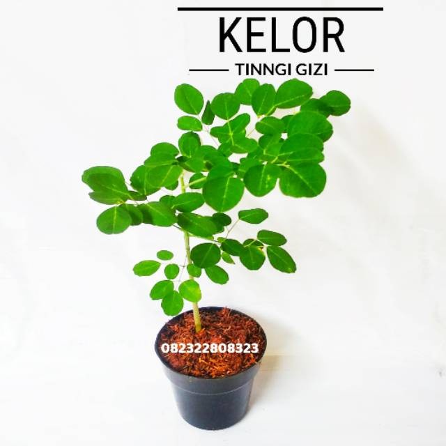 BERKUALITAS Bibit Pohon kelor, Tanaman Kelor Moringa Siap Tanam