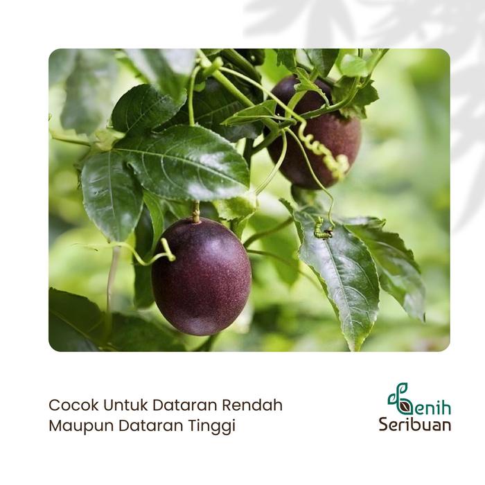 EKSLUSIF Benih Bibit Buah Markisa Ungu Manis Super Tanaman Buah Buahan Markisa Madu Premium