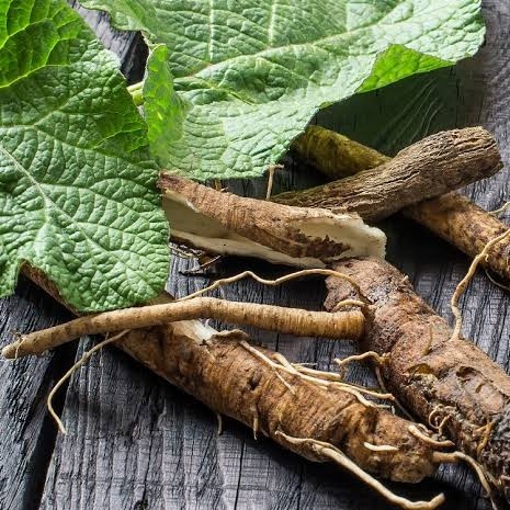 LIMITED EDITION Benih BURDOCK - Biji Bibit Tanaman Gobo