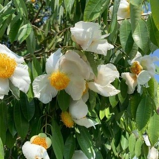 EKSLUSIF Bibit tanaman Pohon Nagasari /Bibit kayu nyatoh/Pohon langka nogosari super Beli 3 gratis 1