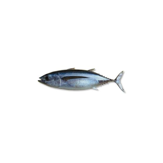 

Ikan Ambu Ambu Fresh Segar 1 Ekor Ukuran 1Kg - 1.5Kg Bisa Request di Bersihkan dan di Potong potong