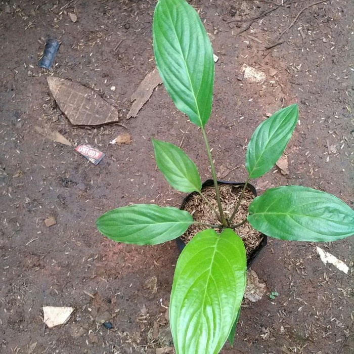 Tanaman Hias Langka Bunga Kelelawar Hitam Black Bat