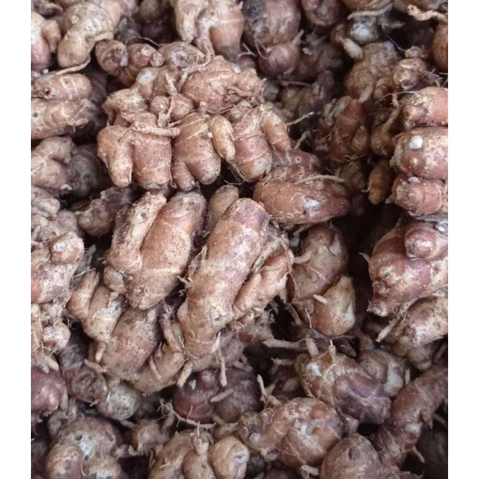 

HJE kencur segar 1kg KENCUR/CIKUR CIAMIS WANGI PEDAS ENAK COCOK BUAT BUMBU MAKANAN TERUTAMA SEBLAK