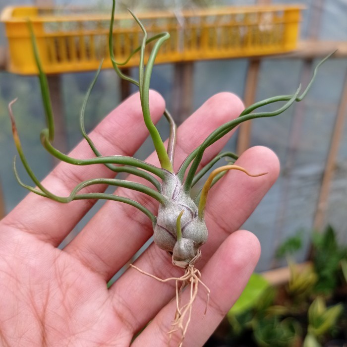 ADT- tillandsia bulbosa