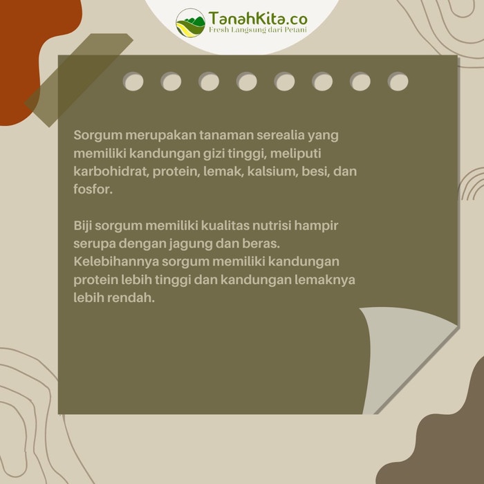 

HJK Beras Sorgum FRESH langsung dari Petani I Sorghum putih I 1kg Vacuum
