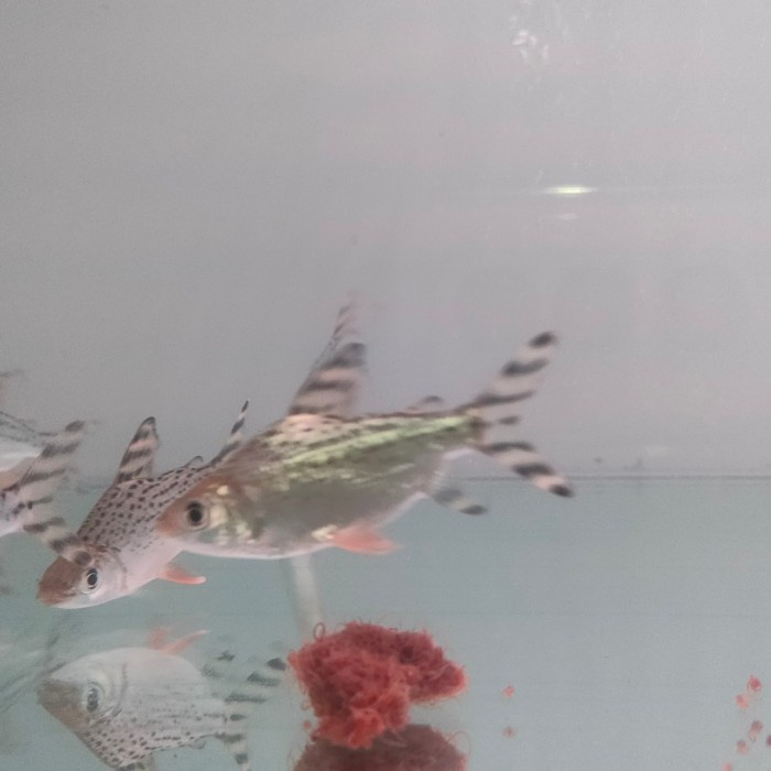 ikan rff red feifeng