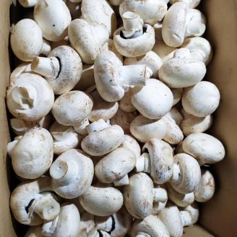 

jamur kancing/champignon berat 1kg