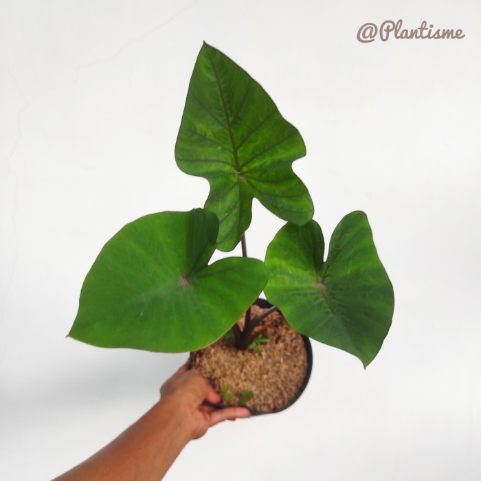 Esculenta Coffee Cup Colocasia Tea Cup Tanaman Hias Daun Indoor