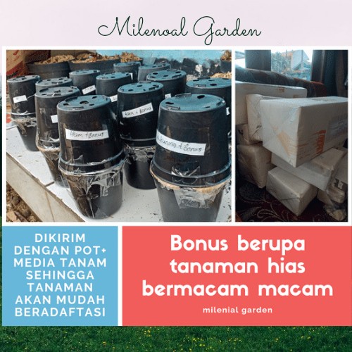 

HJK tanaman hias begonia paket murah