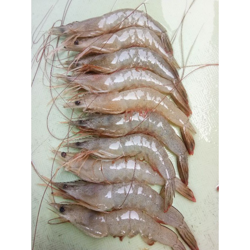 

UDANG PECI SEGAR 1KG