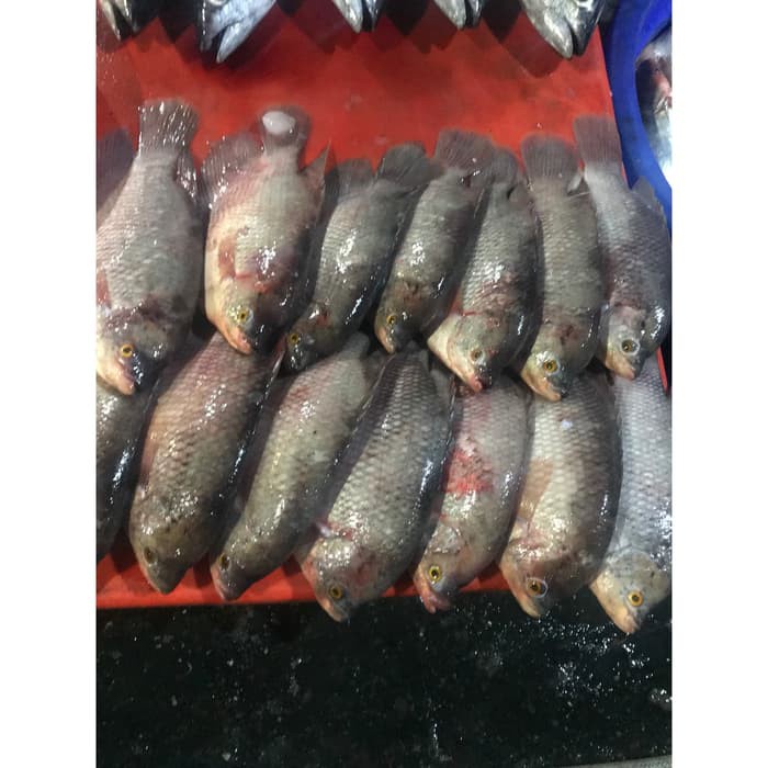 

Ikan Gurame Segar
