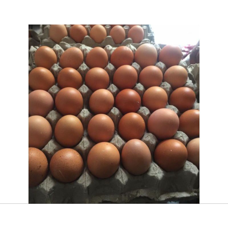

Telur Ayam Negeri kiloan / Telor Ayam fresh Langsung dari Peternak