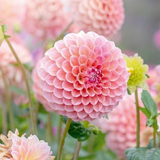 JTTOP" BIBIT BUNGA DAHLIA UNWINS DWARF MIX BUNGA MUSIM PANAS