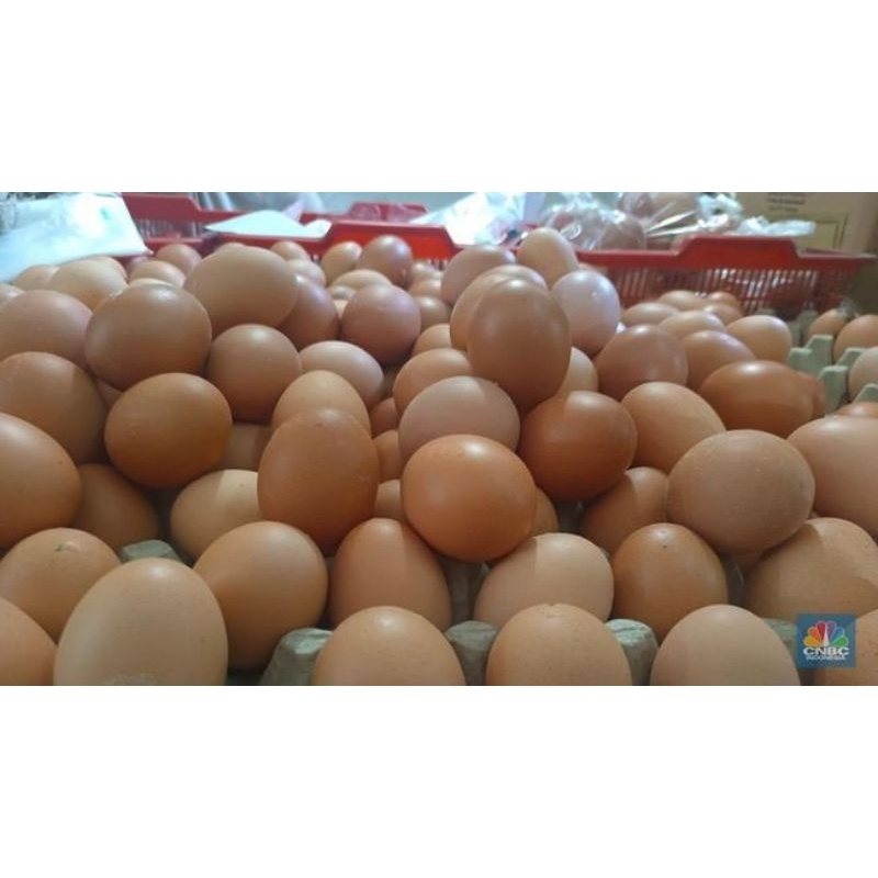 

telur ayam negri 500gr isi 8-9 butir