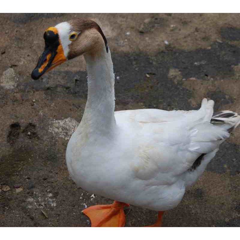 

Telur Angsa Fresh (Untuk di Konsumsi)