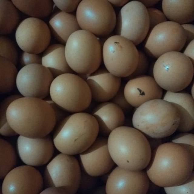 

TELUR AYAM