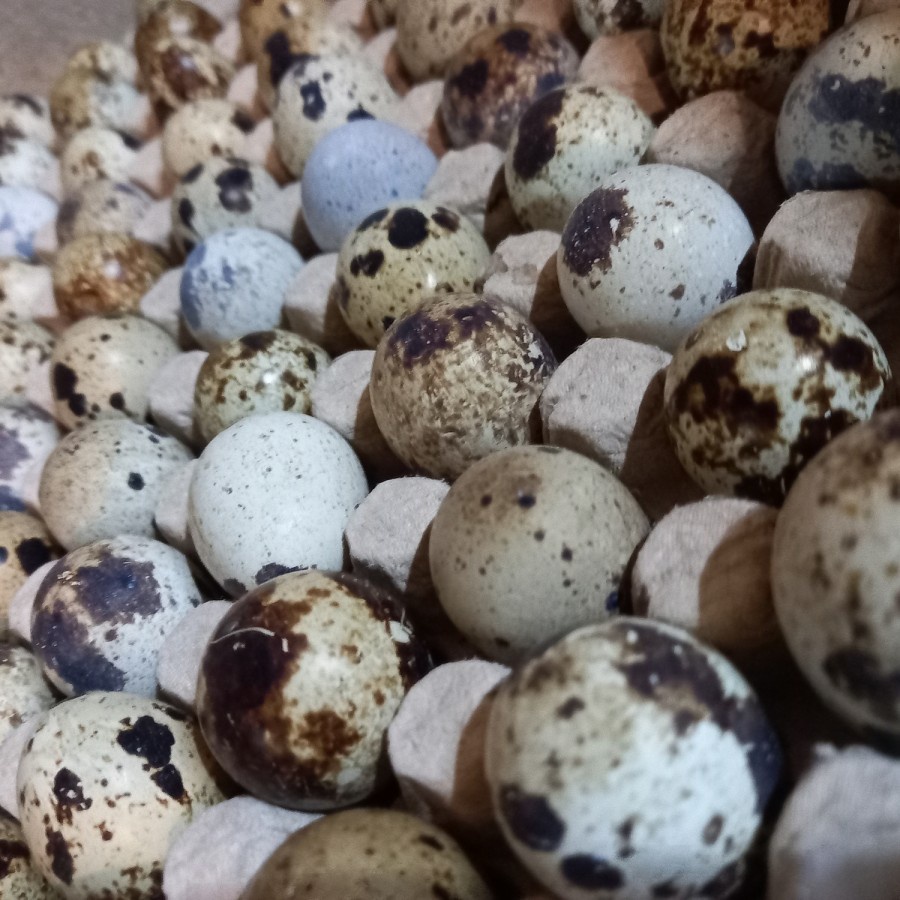 

TELUR BURUNG PUYUH / TELUR PUYUH (45 BUTIR)